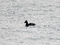 Velvet Scoter(검...